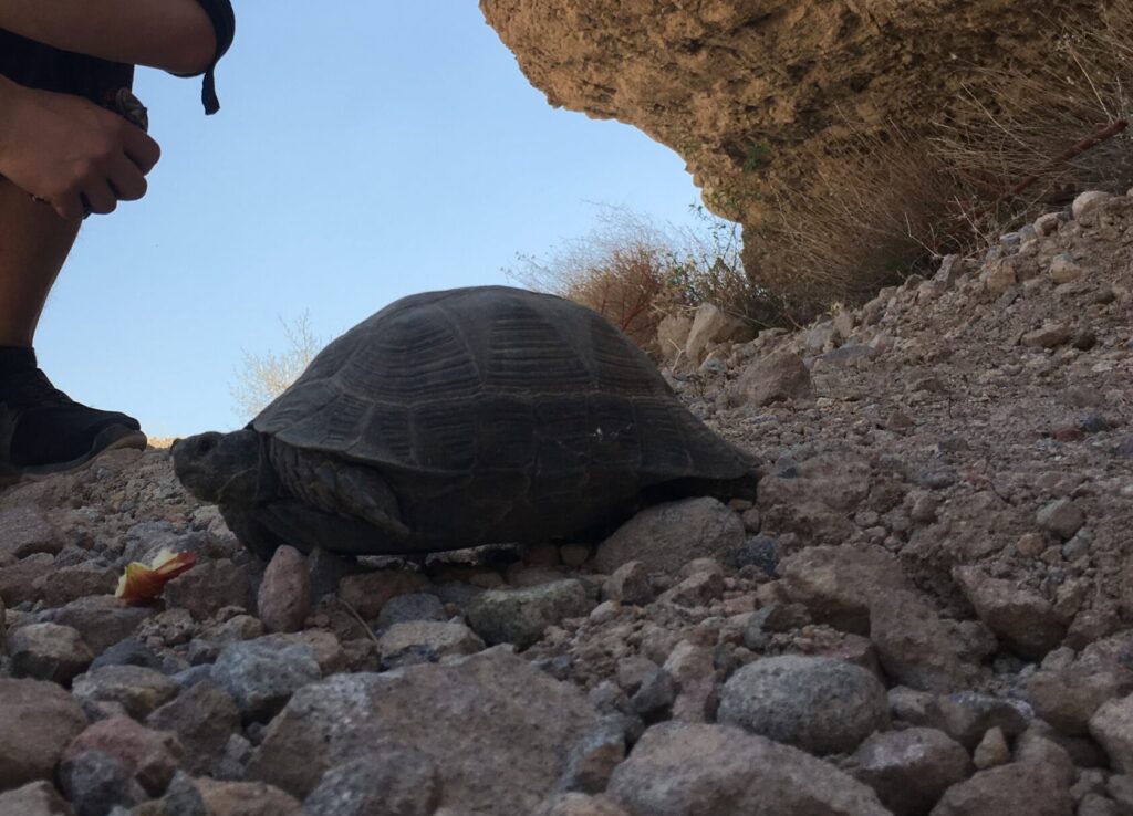 Iranian mountain turtle